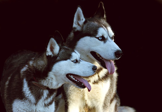 husky